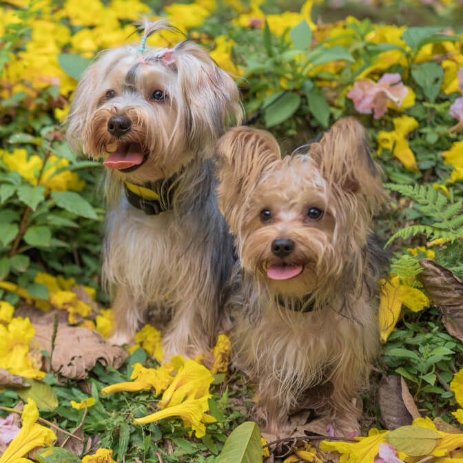 Willow and Aslan - David Dizor's Pets